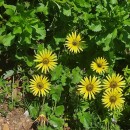 Arctotheca calendula (L.) LevynsArctotheca calendula (L.) Levyns