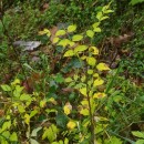 Fraxinus angustifolia VahlFraxinus angustifolia Vahl