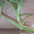 Spergularia capillacea (Kindb.) Willk.Spergularia capillacea (Kindb.) Willk.