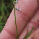 Vicia hirsuta (L.) GrayVicia hirsuta (L.) Gray