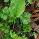 Plantago major  L.Plantago major  L.