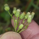 Erigeron sumatrensis Retz.Erigeron sumatrensis Retz.