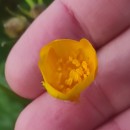 Ranunculus repens L.Ranunculus repens L.