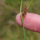 Eleocharis multicaulis (Sm.) Desv.Eleocharis multicaulis (Sm.) Desv.