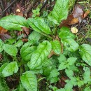 Scrophularia auriculata L.Scrophularia auriculata L.