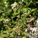 Capsella bursa-pastoris (L.) Medik.Capsella bursa-pastoris (L.) Medik.