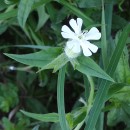 Silene latifolia Poir.Silene latifolia Poir.