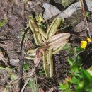 Pinguicula lusitanica L.Pinguicula lusitanica L.