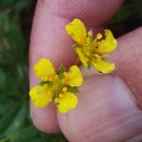 Potentilla erecta (L.) Raeusch.Potentilla erecta (L.) Raeusch.