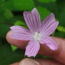 Malva moschata L.Malva moschata L.