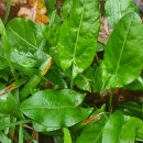 Rumex acetosa  L.Rumex acetosa L.