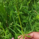 Galium aparine L.Galium aparine L.
