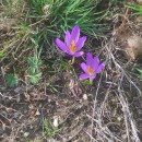 Crocus serotinus  Salisb.Crocus serotinus  Salisb.