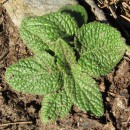 Pulicaria odora (L.) Reichenb.Pulicaria odora (L.) Reichenb.