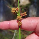 Scirpoides holoschoenus (L.) SojákScirpoides holoschoenus (L.) Soják