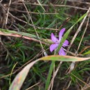 Dianthus langeanus Willk.Dianthus langeanus Willk.