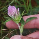 Trifolium pratense L.Trifolium pratense L.
