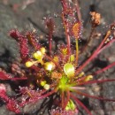 Drosera intermedia HayneDrosera intermedia Hayne