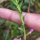 Lythrum junceum Banks & Sol.Lythrum junceum Banks & Sol.