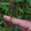 Echinochloa crus-galli (L.) Beauv.Echinochloa crus-galli (L.) Beauv.