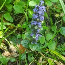 Ajuga reptans L.Ajuga reptans L.