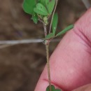 Trifolium dubium Sibth.Trifolium dubium Sibth.