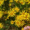 Jacobaea vulgaris Gaertn.Jacobaea vulgaris Gaertn.