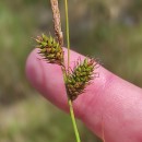 Carex binervis Sm.Carex binervis Sm.