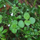 Clinopodium nepeta (L.) KuntzeClinopodium nepeta (L.) Kuntze