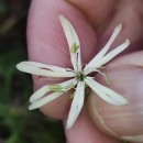 Silene nutans L.Silene nutans L.