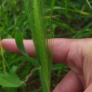 Hordeum murinum L. subsp. leporinum (Link) Arcang.Hordeum murinum L. subsp. leporinum (Link) Arcang.