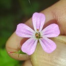 Geranium robertianum L.Geranium robertianum L.