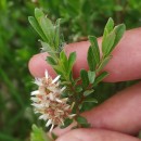 Salix repens L. subsp. repensSalix repens L. subsp. repens