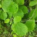 Corylus avellana L.Corylus avellana L.
