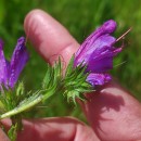Echium plantagineum L.Echium plantagineum L.