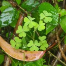 Oxalis corniculata L.Oxalis corniculata L.