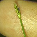 Eleocharis acicularis (L.) Roem. & Schult.Eleocharis acicularis (L.) Roem. & Schult.