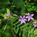 Campanula rapunculus L.Campanula rapunculus L.