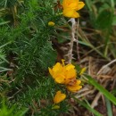 Ulex gallii Panch. subsp. breoganii (Castrov. & Valdés Berm.) Rivas Mart., T.E. Díaz, Fern. Prieto, Loidi & PenasUlex gallii Panch. subsp. breoganii (Castrov. & Valdés Berm.) Rivas Mart., T.E. Díaz, Fern. Prieto, Loidi & Penas