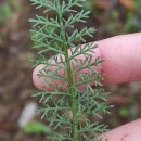 Achillea millefolium L.Achillea millefolium L.