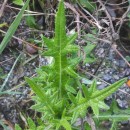 Cirsium vulgare (Savi) Ten.Cirsium vulgare (Savi) Ten.