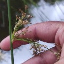 Juncus effusus L.Juncus effusus L.