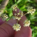 Peucedanum lancifolium LangePeucedanum lancifolium Lange