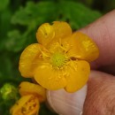 Ranunculus repens L.Ranunculus repens L.