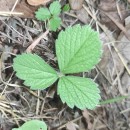 Potentilla sterilis (L.) GarckePotentilla sterilis (L.) Garcke