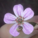 Geranium robertianum L.Geranium robertianum L.