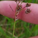 Luzula multiflora (Ehrh.) Lej.Luzula multiflora (Ehrh.) Lej.