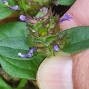 Prunella vulgaris L.Prunella vulgaris L.