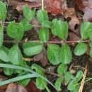 Veronica officinalis L.Veronica officinalis L.