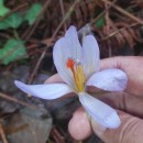 Crocus serotinus  Salisb.Crocus serotinus  Salisb.